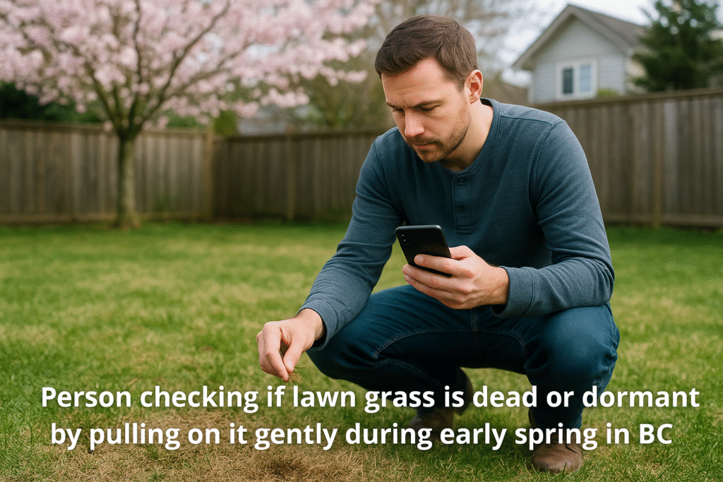 Person checking if lawn grass is dead or dormant by pulling on it gently during early spring in BC