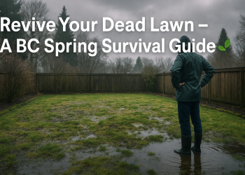 A rain-soaked lawn in BC with patchy grass and moss, and a homeowner inspecting the damage on a cloudy spring day