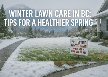 A well-maintained BC residential lawn during winter with snow cleared, proper drainage, and signs of protective lawn practices.