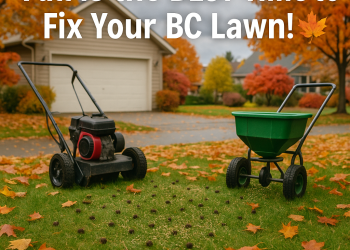 BC homeowner aerating and overseeding their lawn during fall with colorful leaves and seed spreader visible.