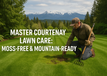A freshly-mowed suburban lawn in Courtenay with a homeowner inspecting aerated soil near a moss patch, backed by cedar trees and the Beaufort Mountains.